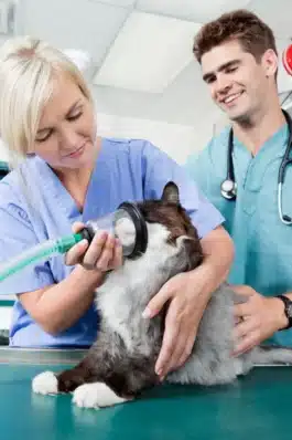 Veterinary Oxygen