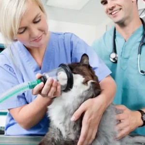Veterinary Oxygen Mask price in Bangladesh