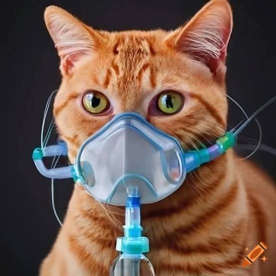 Pet Oxygen Mask
