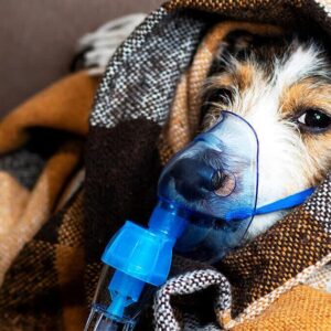 Dog Oxygen Mask Price in Bangladesh