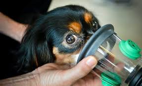 Pet Oxygen Mask - Image 2